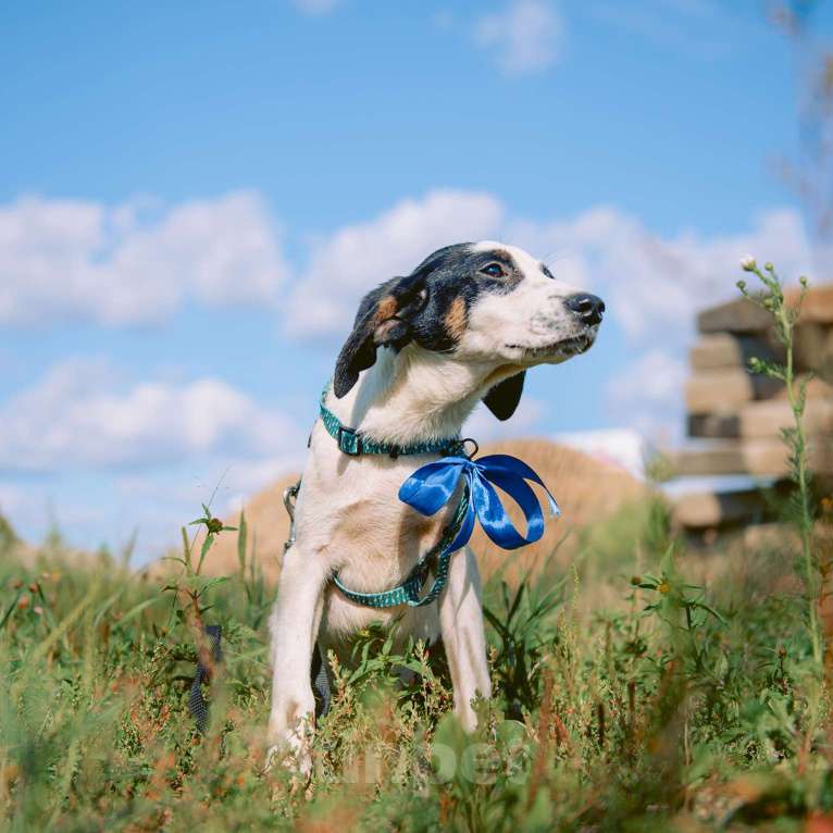Собаки в Москве: Тимьян Мальчик, Бесплатно - фото 3