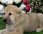 Собаки в Шахте: щенки алабая Мальчик, 25 000 руб. - фото 10