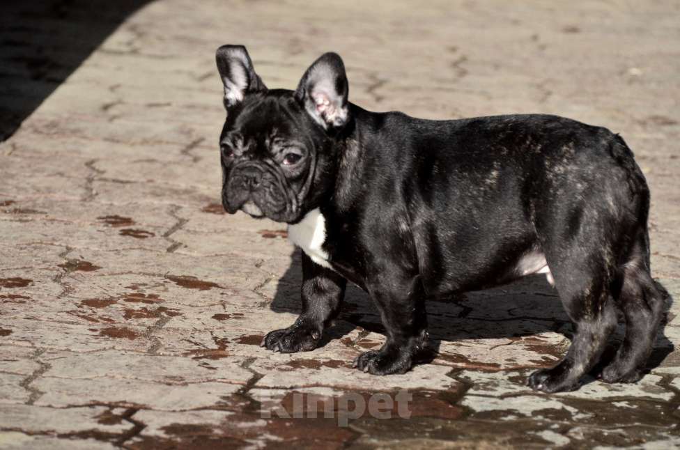 Собаки в Старом Купавне: Мальчик Веня Мальчик, 50 000 руб. - фото 4
