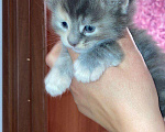 Кошки в Колпашево: Котята Мейн-кун, 8 000 руб. - фото 1