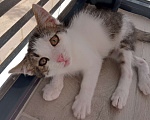 Кошки в Звенигороде: Котенок срочно ищет дом Мальчик, Бесплатно - фото 3