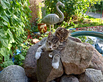 Кошки в Клине: Прекрасные котята ждут новых хозяев Мальчик, 20 руб. - фото 1