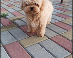 Собаки в других городах Владимирской области: Самый обаятельный и привлекательный малыш Мальчик, 130 000 руб. - фото 2