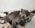 Кошки в Смоленске: Продажа котят Разнополые, 20 000 руб. - фото 4