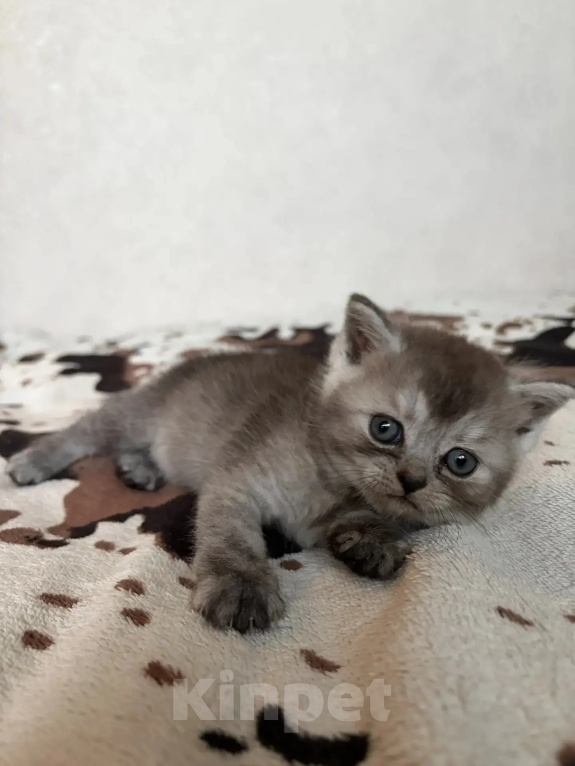 Кошки в Смоленске: Продажа котят Разнополые, 20 000 руб. - фото 4