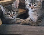 Кошки в Энгельс: Котята ищут дом Девочка, 10 руб. - фото 1