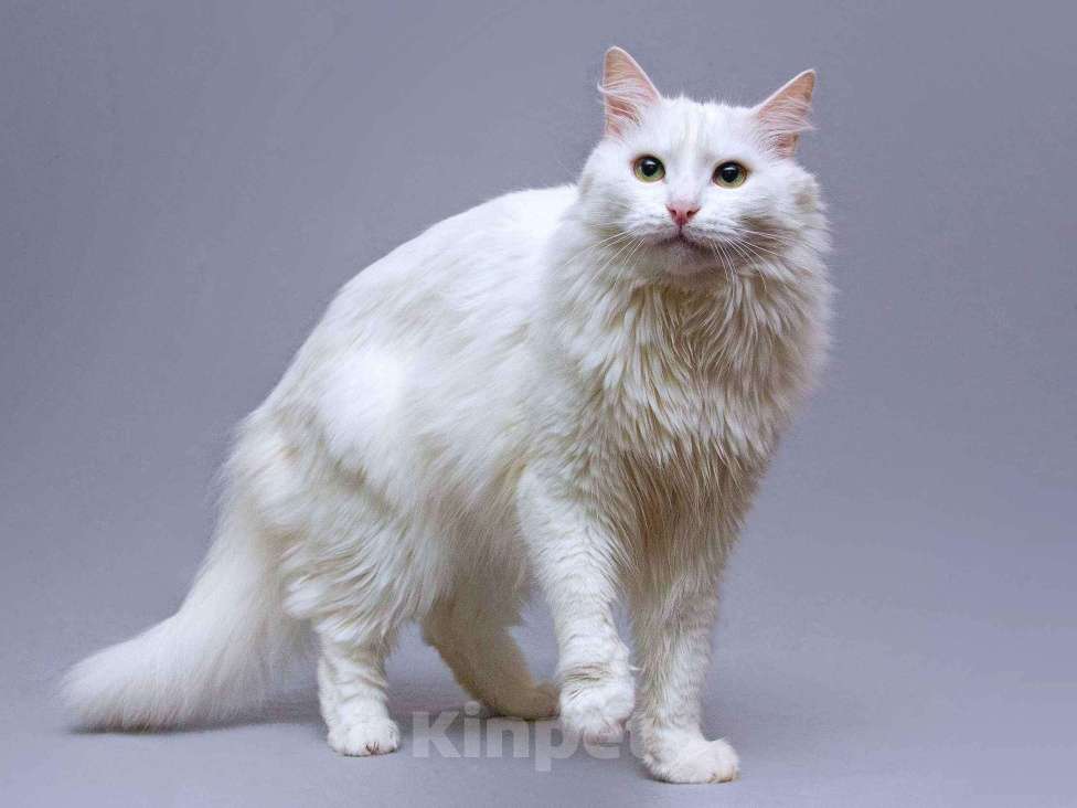 Кошки в Москве: Нежный ласковый котик Никита в добрые руки Мальчик, Бесплатно - фото 4