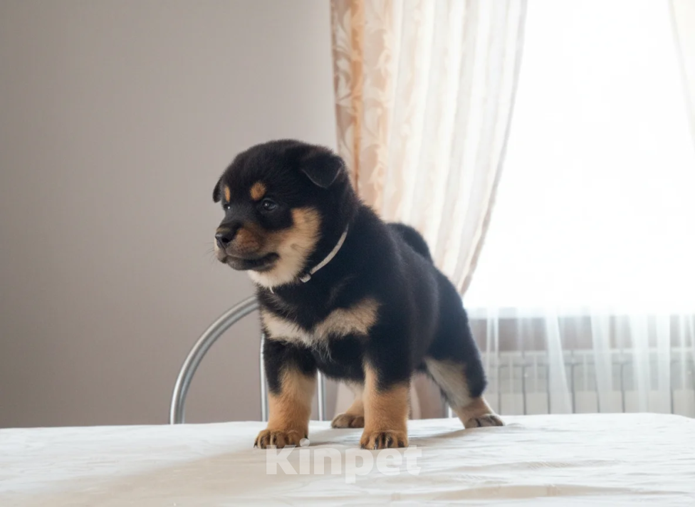 Собаки в других городах Московской области: Щенок мальчик Сиба-Ину (черный ошейник) Мальчик, 100 000 руб. - фото 1