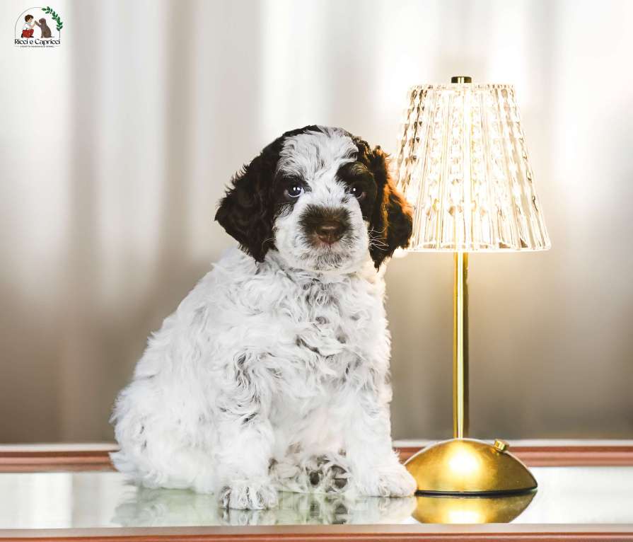 Собаки в Москве: Щенок лаготто романьоло Мальчик, 200 000 руб. - фото 1