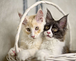 Кошки в Туапсе: Котята мейн-кун из питомника Девочка, Бесплатно - фото 3