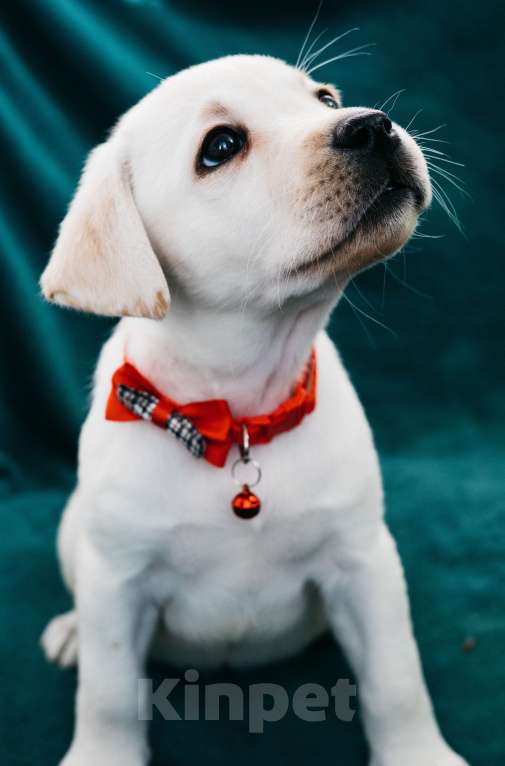 Собаки в Москве: Лабрадор-ретривер, щенок Девочка, Бесплатно - фото 4