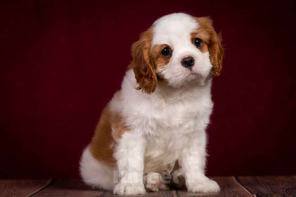 Собаки в Королеве: Кавалер Кинг Чарльз спаниель щенок мальчик мини Мальчик, 65 000 руб. - фото 3