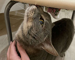 Кошки в Нефтеюганске: отдам кота в добрые руки Мальчик, Бесплатно - фото 3