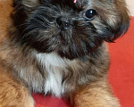 Собаки в Санкт-Петербурге: Девочка ши-тцу золото в черной маске Девочка, 40 000 руб. - фото 5