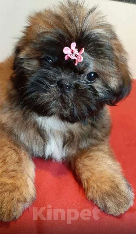 Собаки в Санкт-Петербурге: Девочка ши-тцу золото в черной маске Девочка, 40 000 руб. - фото 5