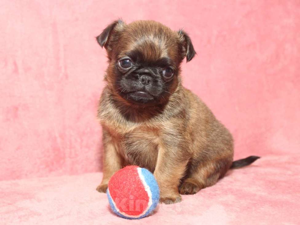 Собаки в Санкт-Петербурге: Щенок пти брабансона  Мальчик, 80 000 руб. - фото 5