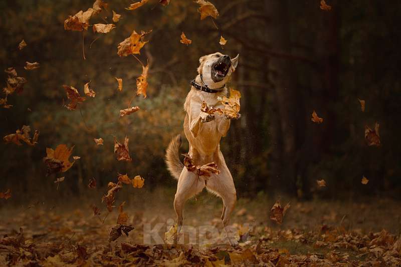 Собаки в Москве: Бельгийская овчарка Сири в дар Девочка, 1 руб. - фото 2