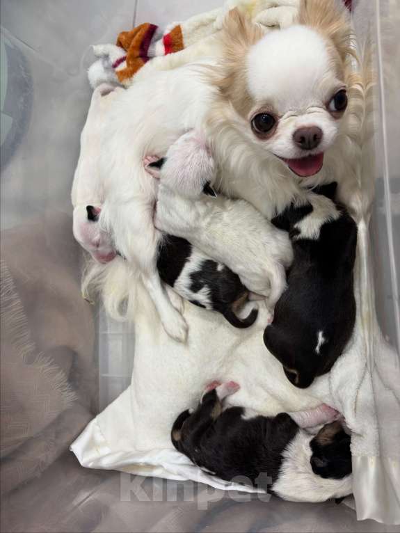 Собаки в Москве: Миниатюрный бультерьер Мальчик, 120 000 руб. - фото 3