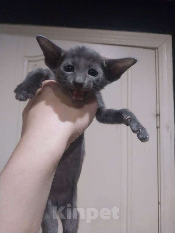 Кошки в Краснодаре: Ори девочка голубого окраса   Девочка, 20 000 руб. - фото 1