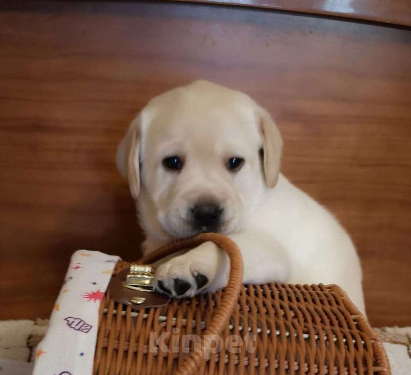 Собаки в Москве: Палевые щенки лабрадора от питомника ВАЛНЕРИЗ Девочка, 60 000 руб. - фото 2