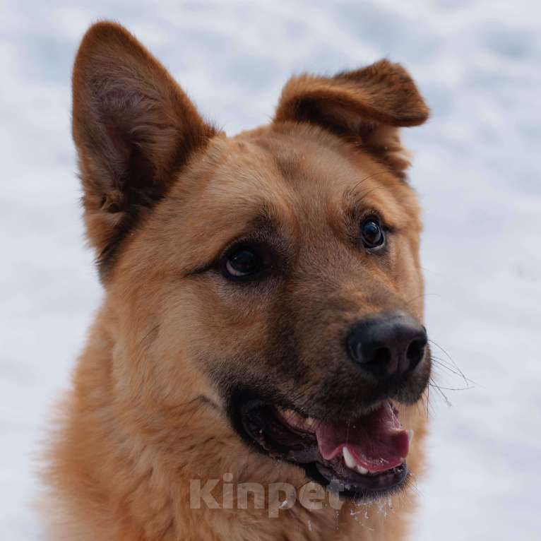 Собаки в Москве: Талеб Мальчик, Бесплатно - фото 4