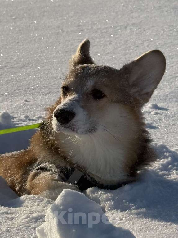 Собаки в Барнауле: Вельш корги пемброк, щенок Мальчик, 20 000 руб. - фото 2