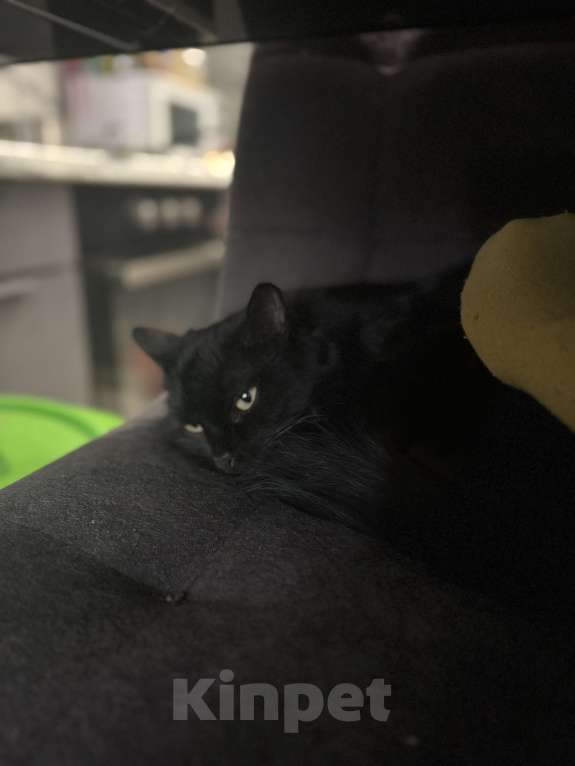 Кошки в Москве: Лилька - кошка, которая выжила Девочка, Бесплатно - фото 5