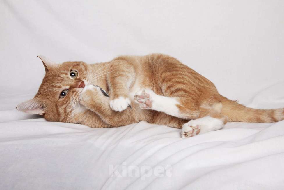 Кошки в Москве: Брутальный рыжий кот в добрые руки  Мальчик, Бесплатно - фото 5