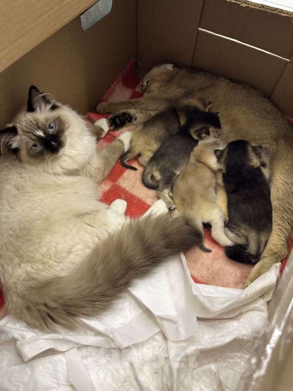 Кошки в Москве: Котята шотландской вислоухой  Мальчик, 25 000 руб. - фото 3