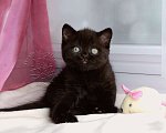 Кошки в Мурином: Британский котик черного окраса Мальчик, 38 000 руб. - фото 1