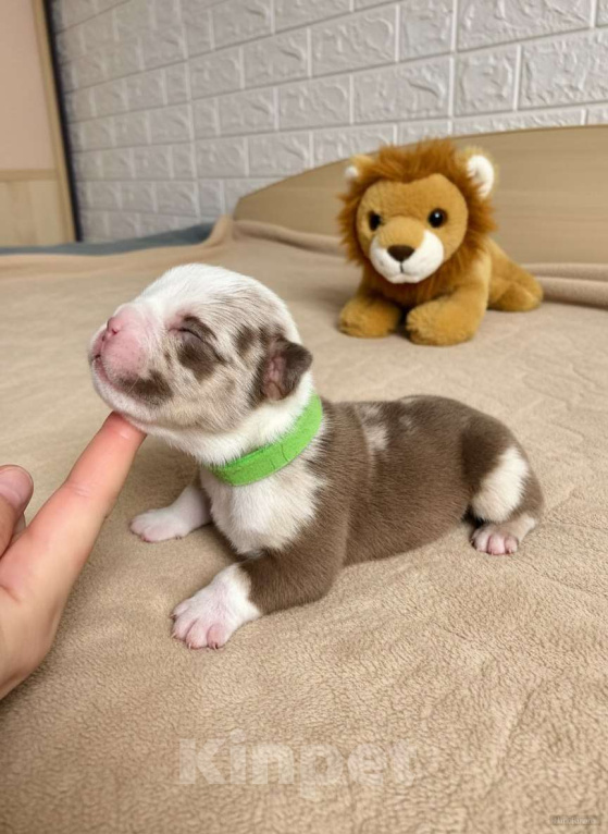 Собаки в Волгограде: Американский булли мальчик покет Мальчик, 50 000 руб. - фото 1