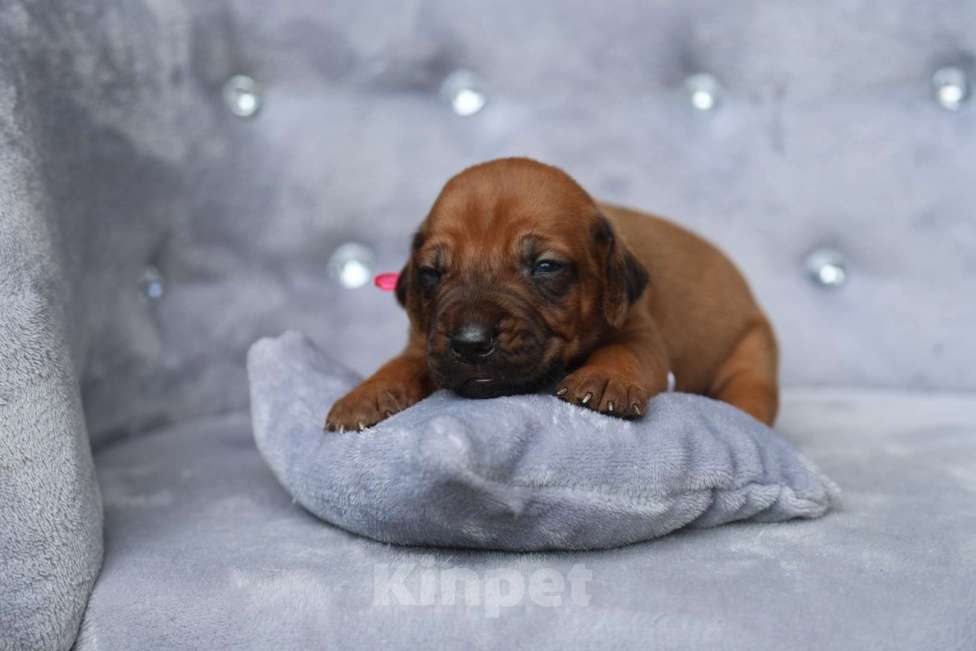 Собаки в Москве: Щенки Родезийского риджбека 29.06.2025 Мальчик, 120 000 руб. - фото 4