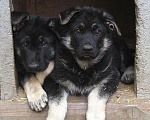 Собаки в Балашихе: Очень крупная ВЕО девочка Девочка, 50 000 руб. - фото 2