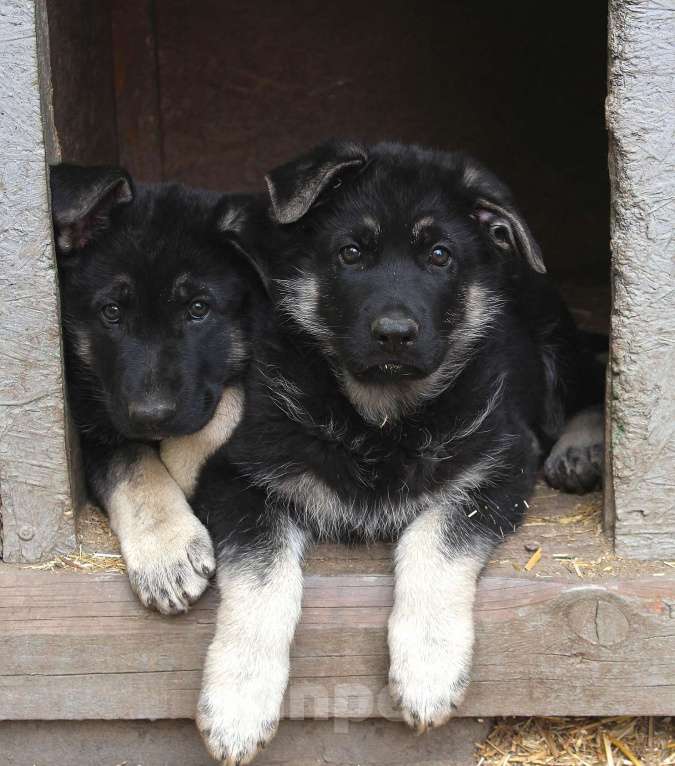 Собаки в Балашихе: Очень крупная ВЕО девочка Девочка, 50 000 руб. - фото 2