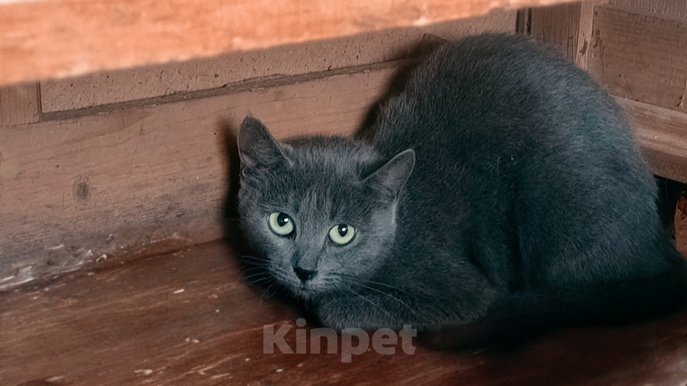 Кошки в Казани: Ищю хороших хозяев для этих кошек Девочка, Бесплатно - фото 1