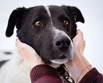 Собаки в Москве: Пёсель из приюта в поисках дома Мальчик, Бесплатно - фото 1