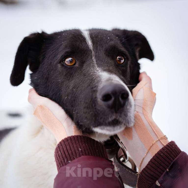 Собаки в Москве: Пёсель из приюта в поисках дома Мальчик, Бесплатно - фото 1