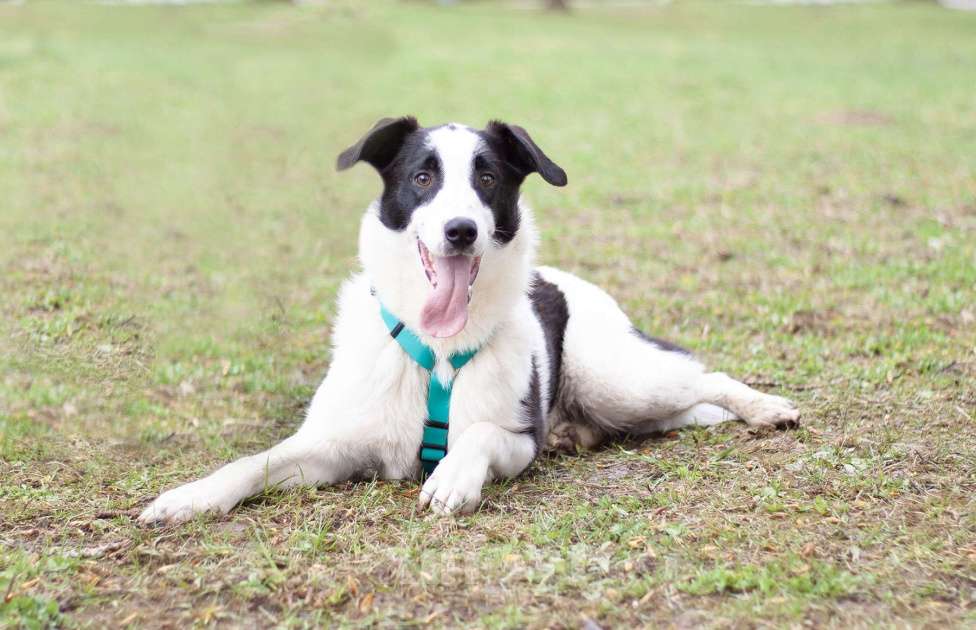 Собаки в Москве: Добрый открытый Джонас в поисках семьи Мальчик, Бесплатно - фото 1