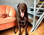Собаки в Павловском Посаде: Собака в добрые руки Мальчик, Бесплатно - фото 3