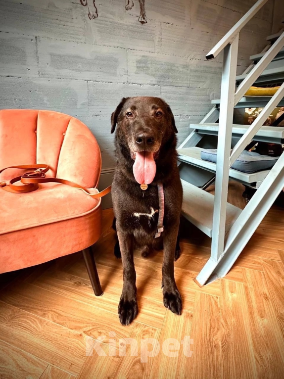 Собаки в Павловском Посаде: Собака в добрые руки Мальчик, Бесплатно - фото 3