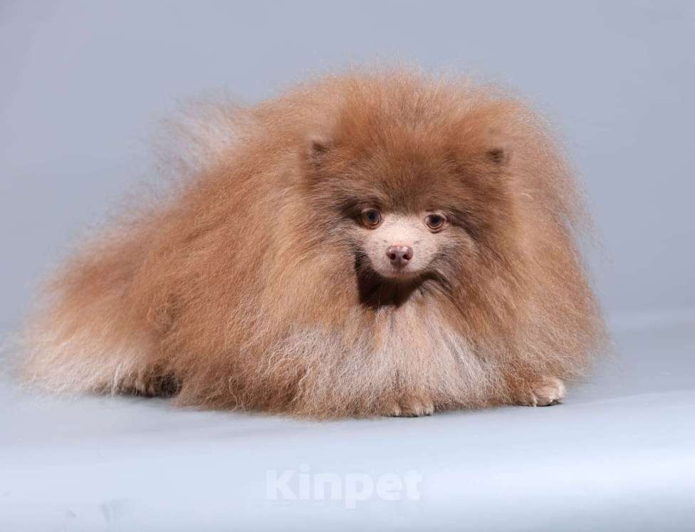 Собаки в Нижнем Новгороде: лиловая девочка Девочка, 30 000 руб. - фото 5