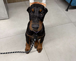 Собаки в Казани: Продаю щенка Добермана Мальчик, 45 000 руб. - фото 1