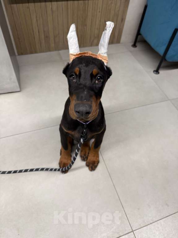 Собаки в Казани: Продаю щенка Добермана Мальчик, 45 000 руб. - фото 1