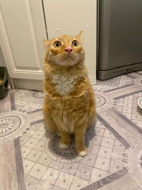 Кошки в Пушкино: Симба ищет дом! Мальчик, Бесплатно - фото 6