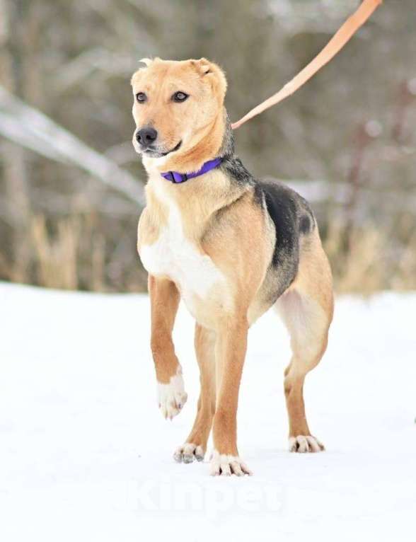 Собаки в Москве: Ласка в поисках дома и любящей семьи Девочка, Бесплатно - фото 3