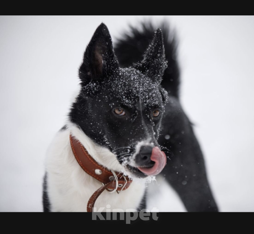 Собаки в Москве: Атос Мальчик, Бесплатно - фото 3