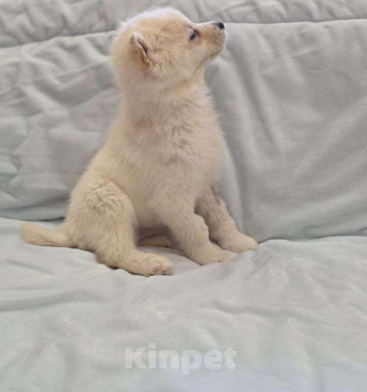 Собаки в Москве: Тофу ,щенок из Якутска Мальчик, Бесплатно - фото 4