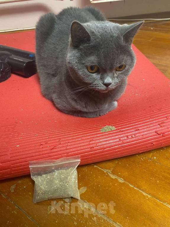 Кошки в Москве: Ласковый британец заботливым хозяевам Мальчик, Бесплатно - фото 4