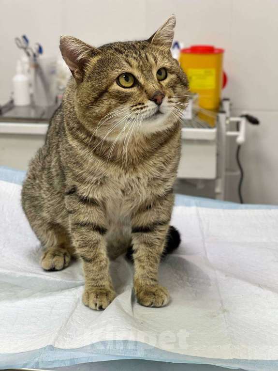 Кошки в Москве: Крутой кот Шурик в добрые руки Мальчик, Бесплатно - фото 1