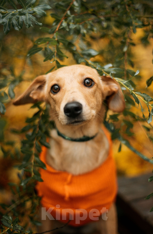 Собаки в Москве: Щенок с золотыми ушками Девочка, Бесплатно - фото 1